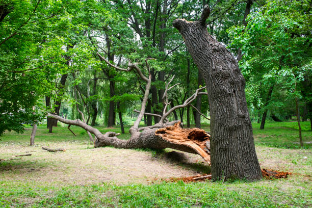 How Our Tree Care Process Works  in  Bartonville, IL